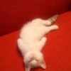 catss 19