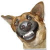 DogStyle 20