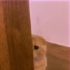 Animals 18