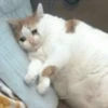 Crying Cat 21