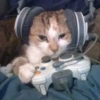 catss 20