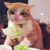 Crying Cat 22