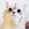 Kitten 21