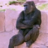 Animals 19