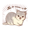 Kitten daily 15