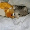 Crying Cat 23