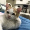 catss 21