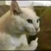 catss 23