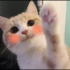 kucingnya dante 21