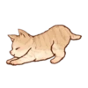 Kitten daily 16