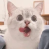 Kitten 23