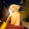 catss 24