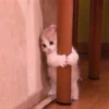 Animals 21