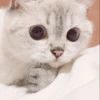 Kitten 24