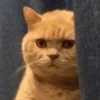 Kitten 25