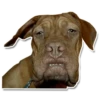 DogStyle 23