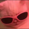 kucingnya dante 22