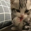 catss 25