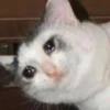 Crying Cat 24