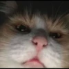 kucingnya dante 23