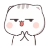 CUTIECAT 26