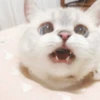 Kitten 27