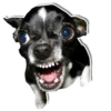 DogStyle 25