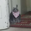 Crying Cat 27