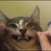 kucingnya dante 24