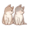 Kitten daily 20