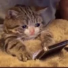 Crying Cat 28