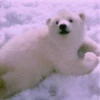 Animals 24