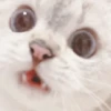 Kitten 29
