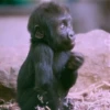 Animals 25