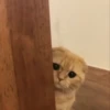 Kitten 30
