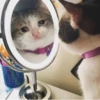Crying Cat 30