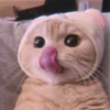 Animals 26