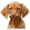 DogStyle 27