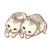 Kitten daily 22