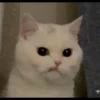 kucingnya dante 25