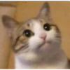 kucingnya dante 26
