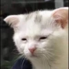kucingnya dante 28