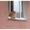 kucingnya dante 30