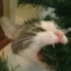 catss 30