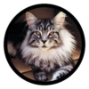 Funny Cats 5