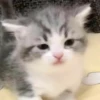cute kittens 5