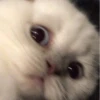 cute kittens 6