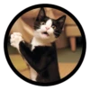 Funny Cats 6