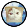 Funny Cats 7