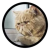 Funny Cats 8